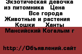 Экзотическая девочка из питомника › Цена ­ 25 000 - Все города Животные и растения » Кошки   . Ханты-Мансийский,Когалым г.